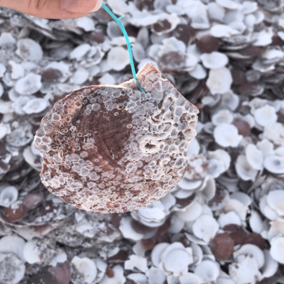 [rerum nature] 618 Scallop Powder