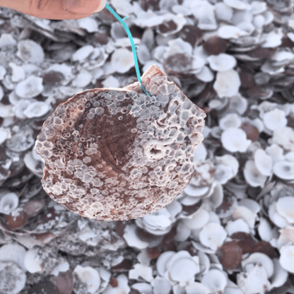 [rerum nature] 618 Scallop Powder